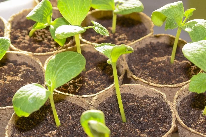 Junge Pflanzen in Anzuchtstöpfen.